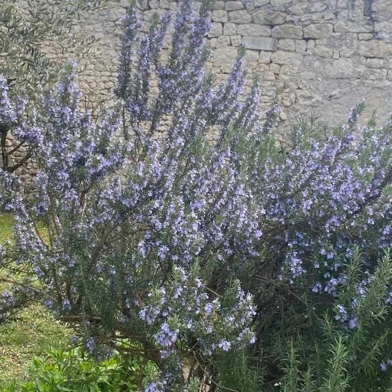 Domaine De Pladuc Bed & Breakfast Lachaise ภายนอก รูปภาพ